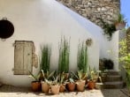 Plants in courtyard